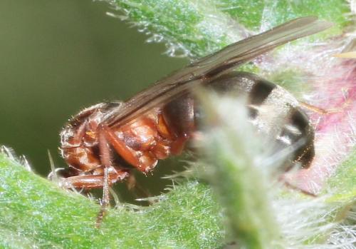 Formica (clara-rufibarbis)